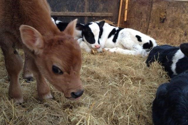 Jersey-Calf.jpg