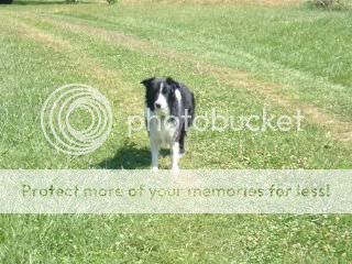 Dorkingarticlepics019-1.jpg