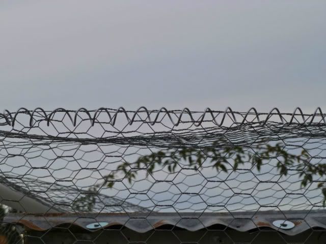 P1020381-1.jpg