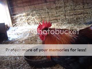 Chickiepics12-08048.jpg