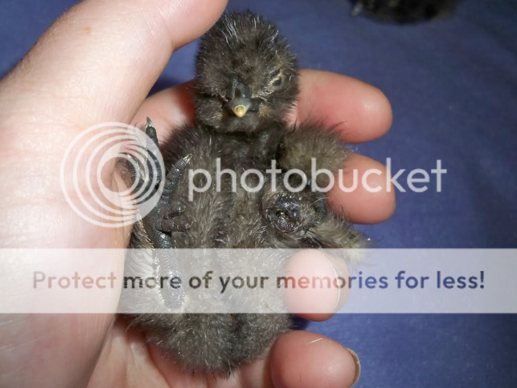 201201-01NYDBabiesnEasterPhotoShoot0251.jpg