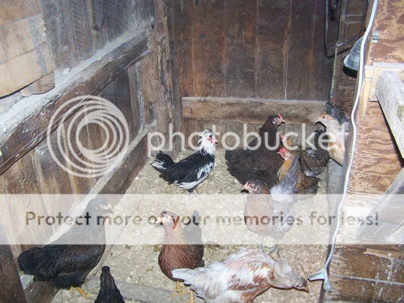 Freddie--hens.jpg