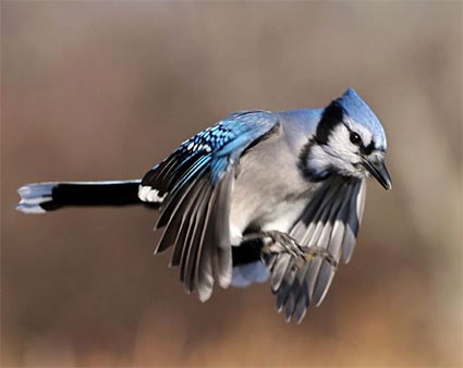 blue_jay_4.jpg