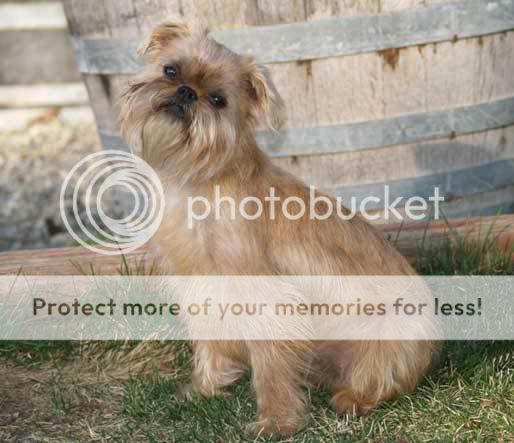 Dusty9months2.jpg