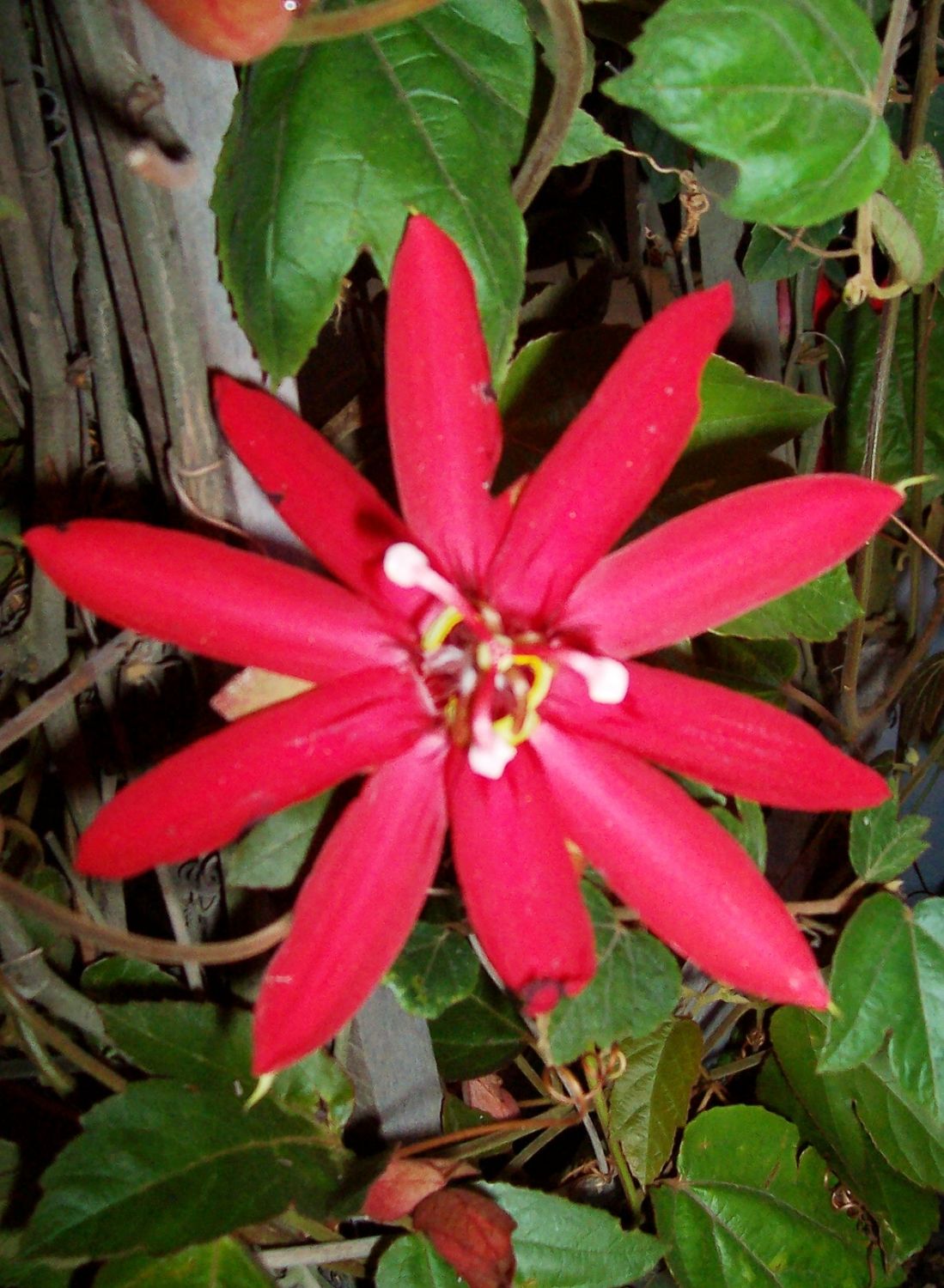 900x900px-LL-4680a09e_000_1762.jpeg