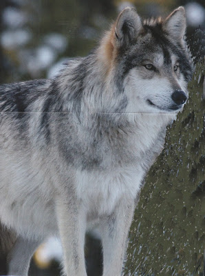 Wolves+2.jpg