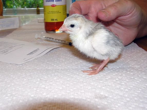 Keet2.jpg