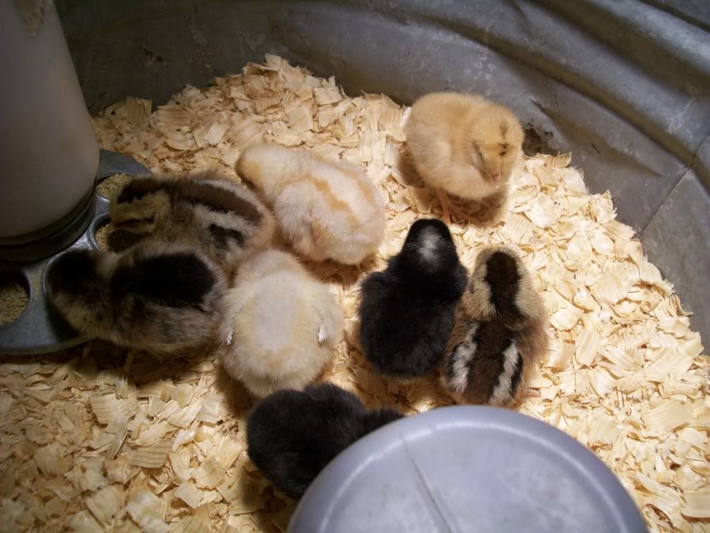chicks2024.jpg