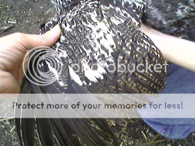 0506080802a.jpg
