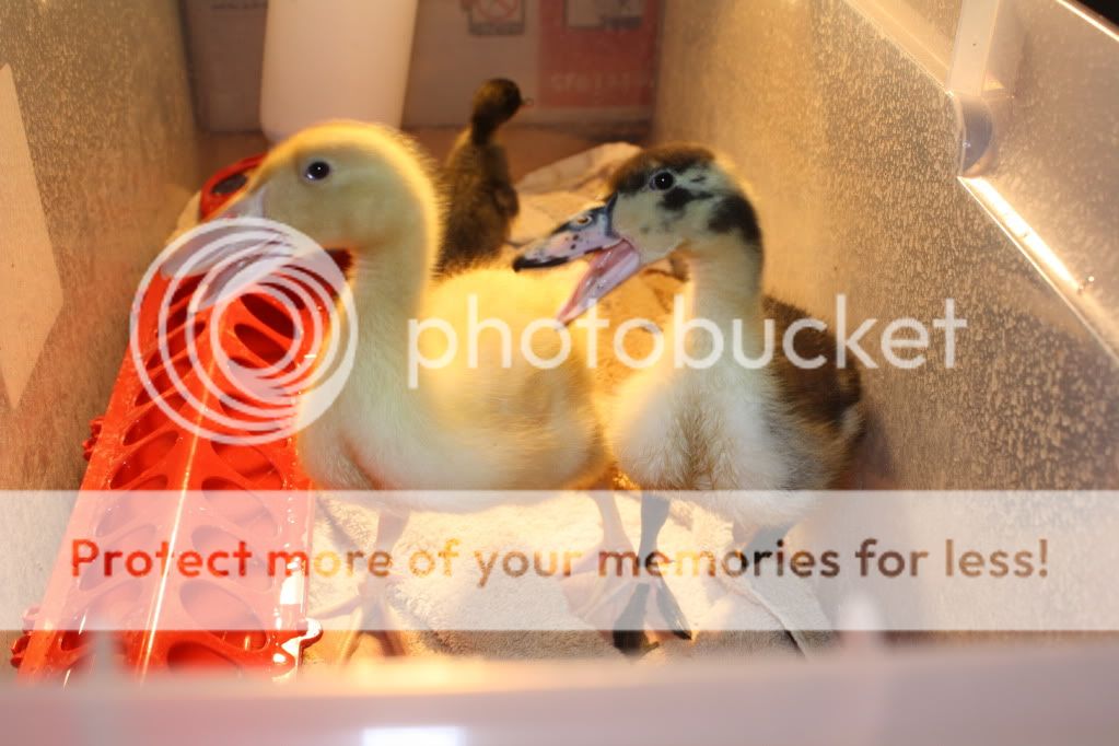 duckiesandpond129.jpg