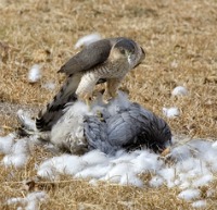chicken-predators-hawk.jpg