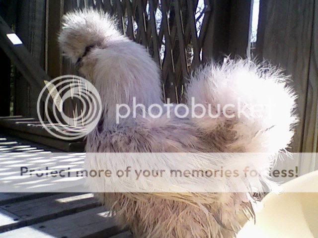dyedsilkie.jpg