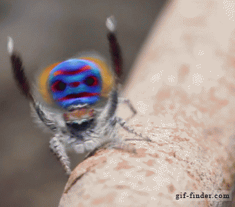 b2e7ec15309f679e224574ab989cdeb6.gif