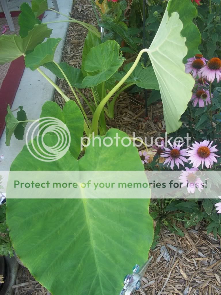 Flowers031.jpg