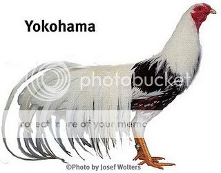 pouleyokohama.jpg