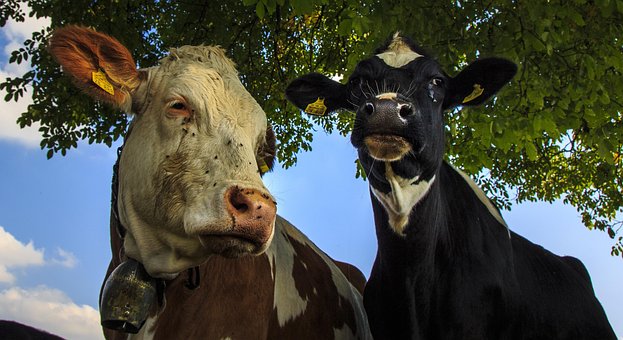 cows-2881151__340.jpg