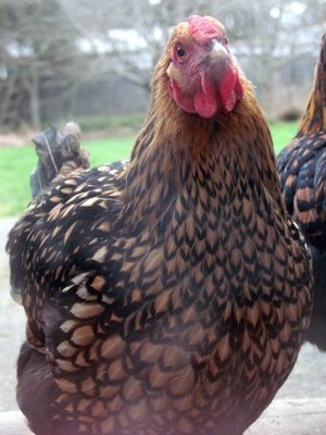 20090114_chickens_04.jpg