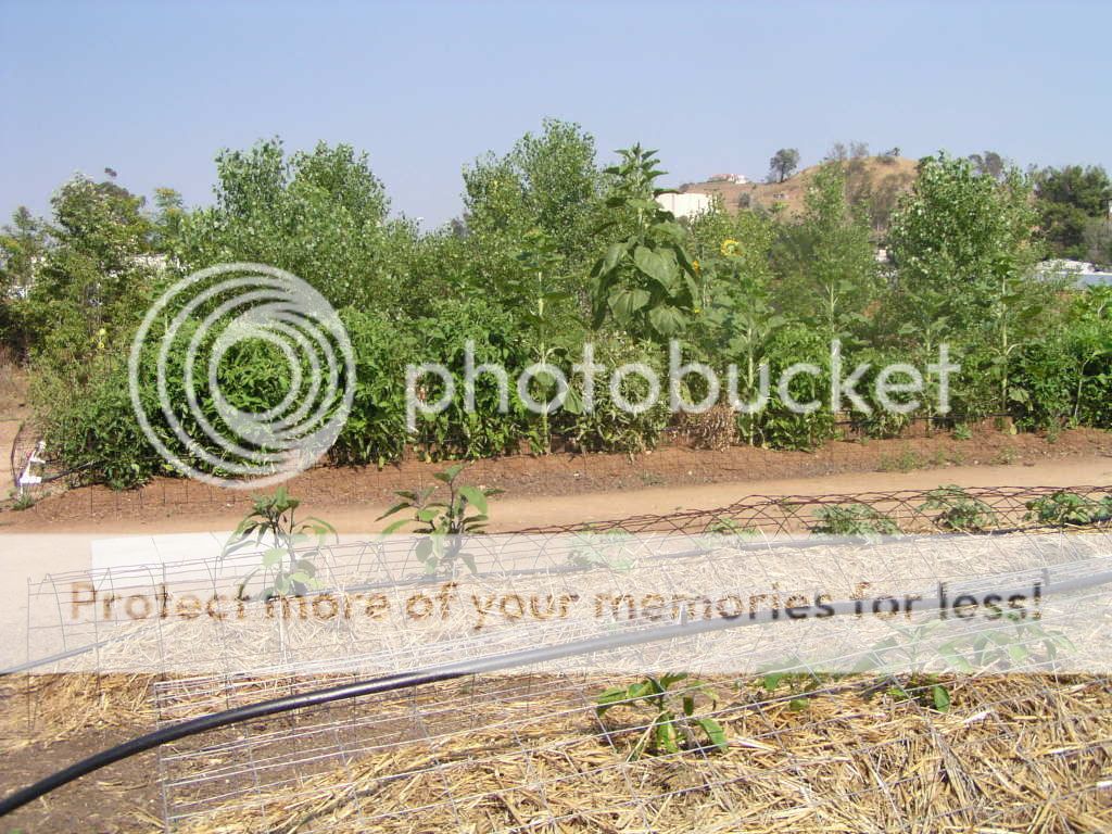 garden4.jpg