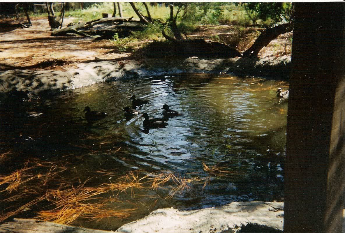 SCAN0005-1.jpg