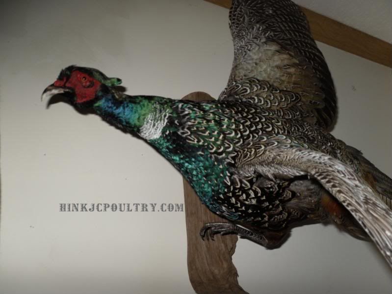 Lightningpheasant009.jpg