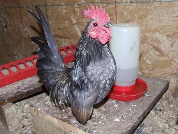 Seramabullet2.jpg