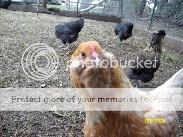 CrissysPictures006.jpg