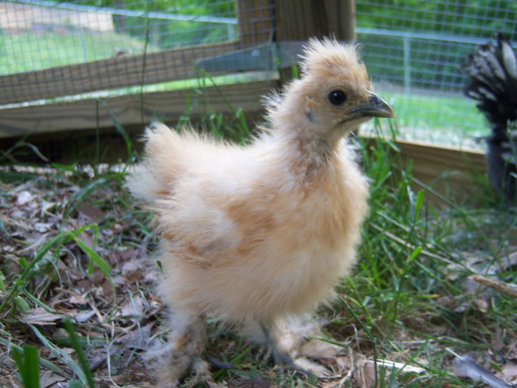 taraschicks016.jpg