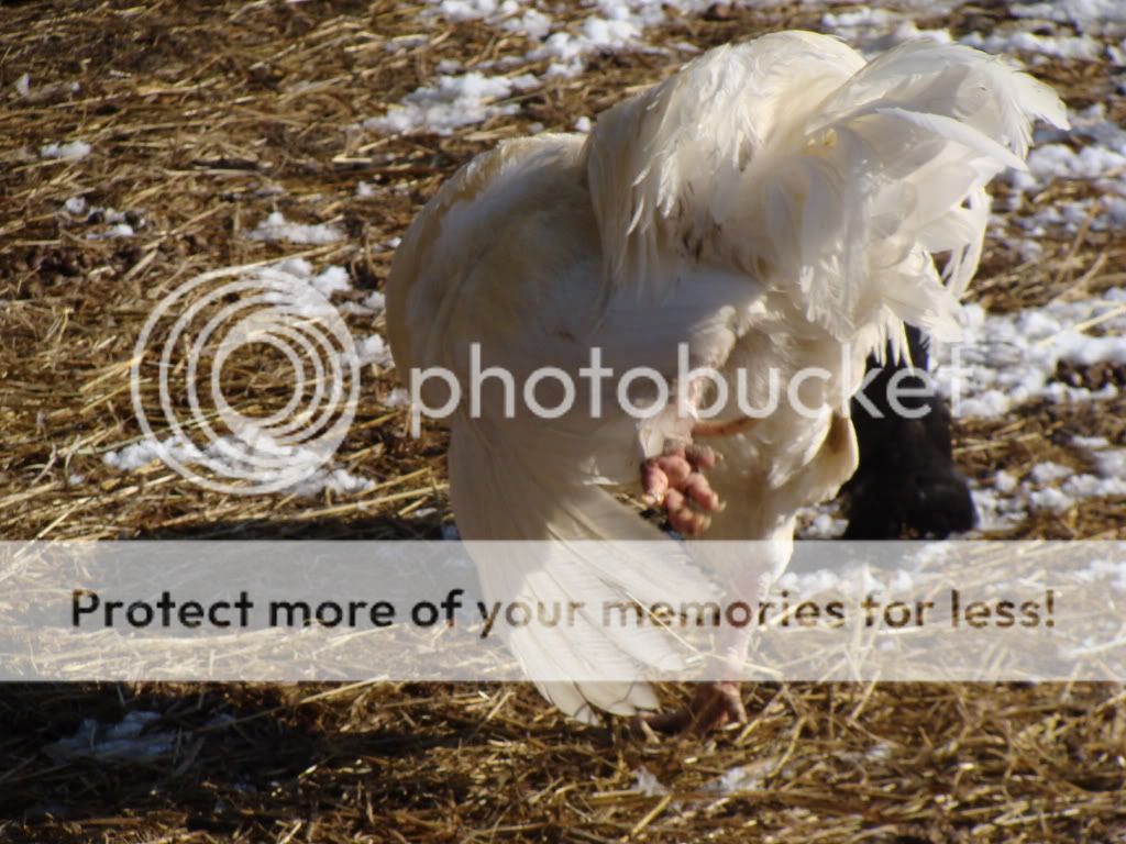 ChickPicks259.jpg