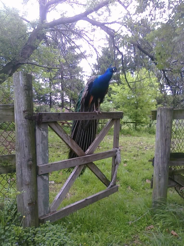 PeacockGate.jpg