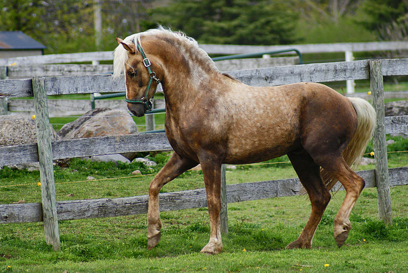 Horse_Stock_53_by_Blissfully_Blind.jpg