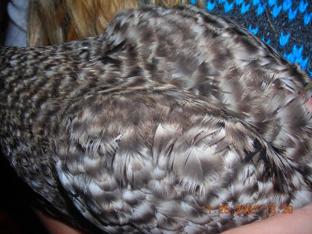 DSCN1386.jpg