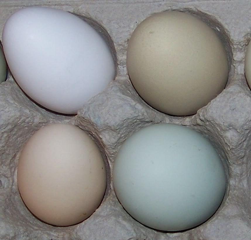 girlseggs01.jpg