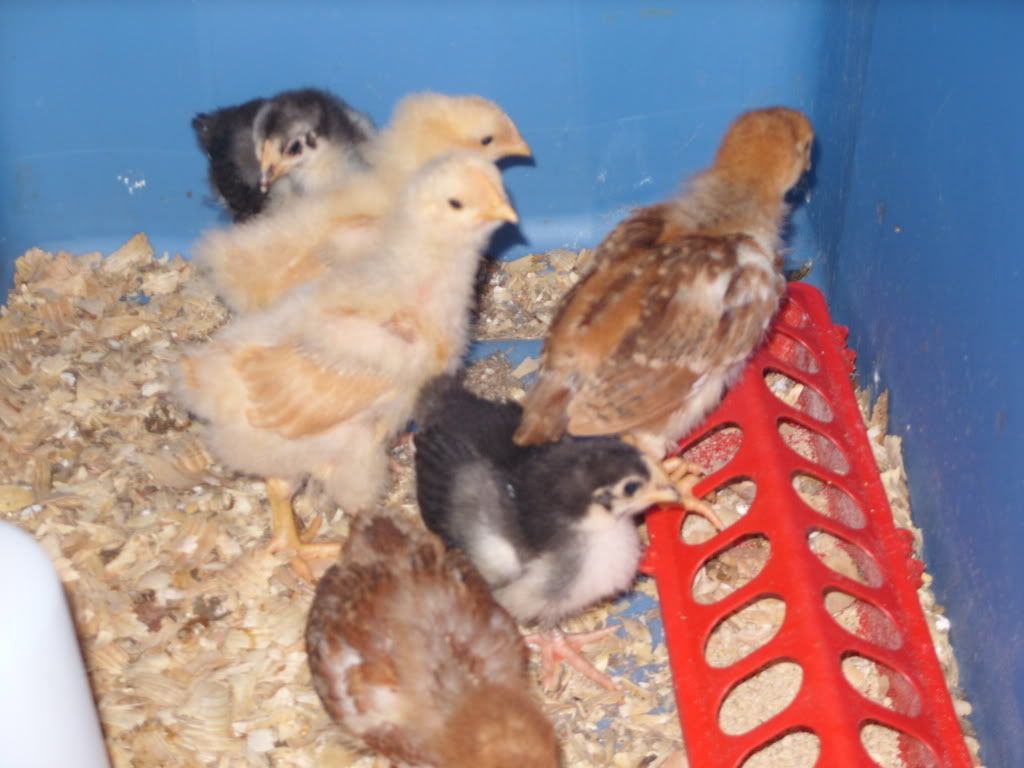 chickens043.jpg