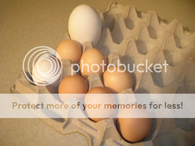 DSCN2530.jpg