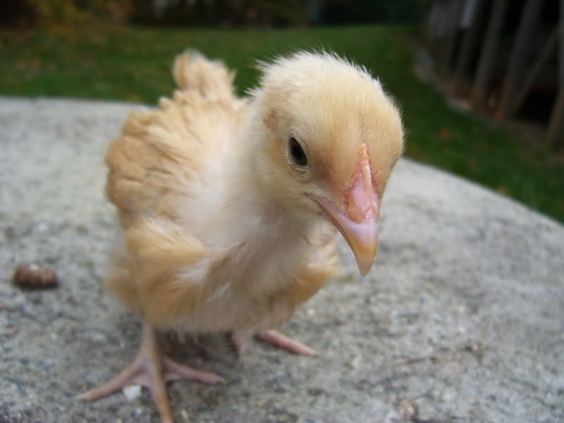 chicks11-20-07008.jpg