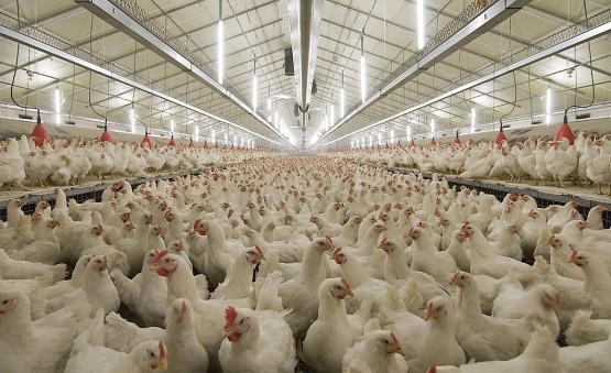 LED-lighting-applied-to-the-field-of-poultry.jpg