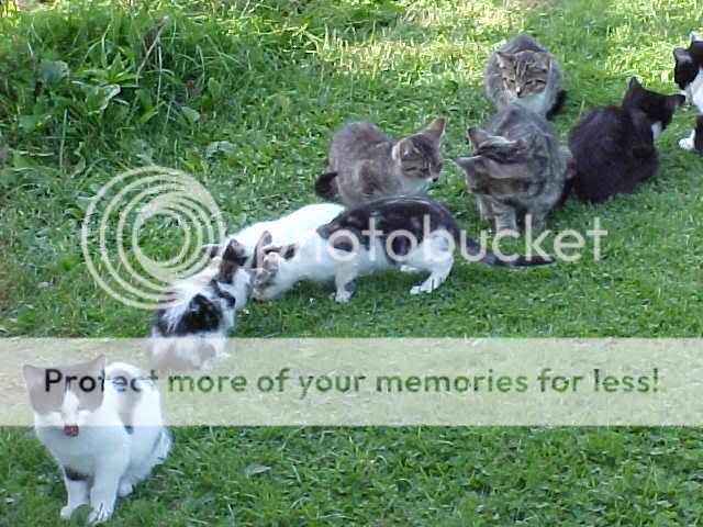 Treatsforcats.jpg