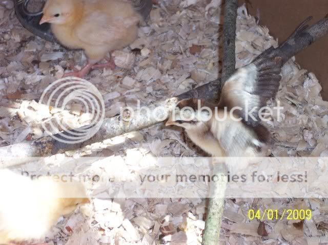 100_1296.jpg