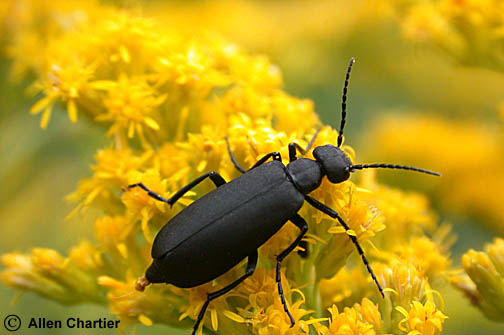 Epicauta_pennsylvanica_03.JPG