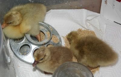 goslings2.jpg