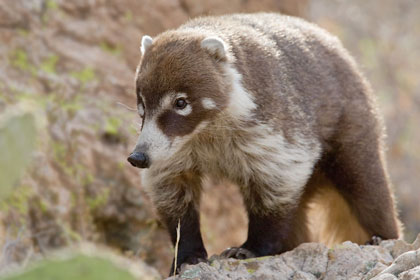 white_nosed_coatimundi_7C2V4892.jpg