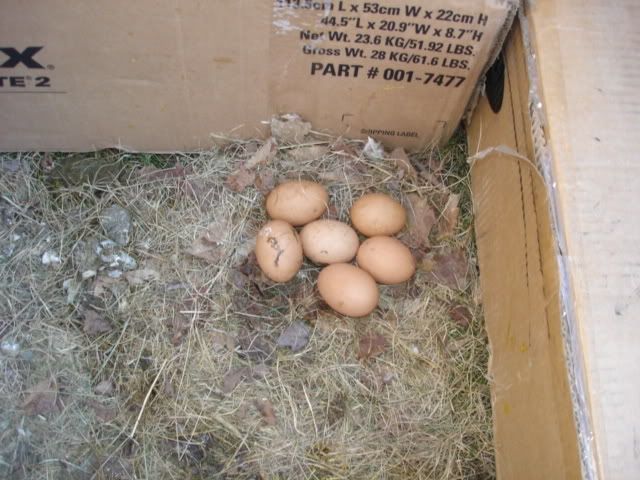 TheChickens018.jpg