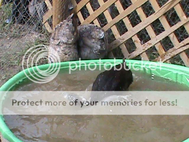 DSC00017.jpg