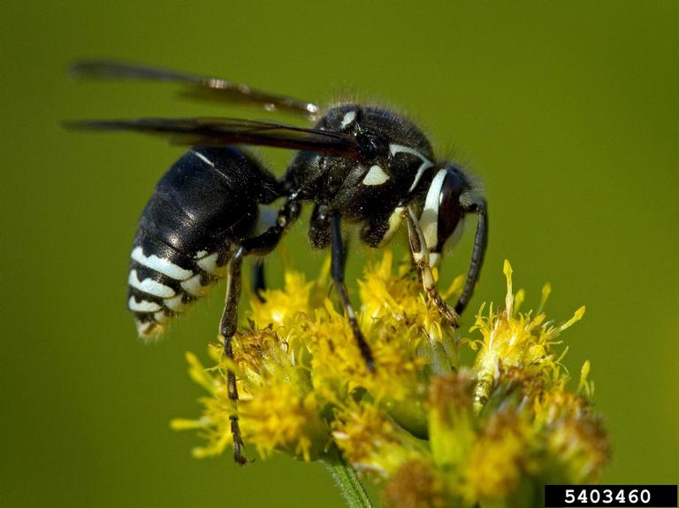 baldfaced-hornet-big.jpg