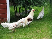 220px-Ykohamahuhn1.jpg