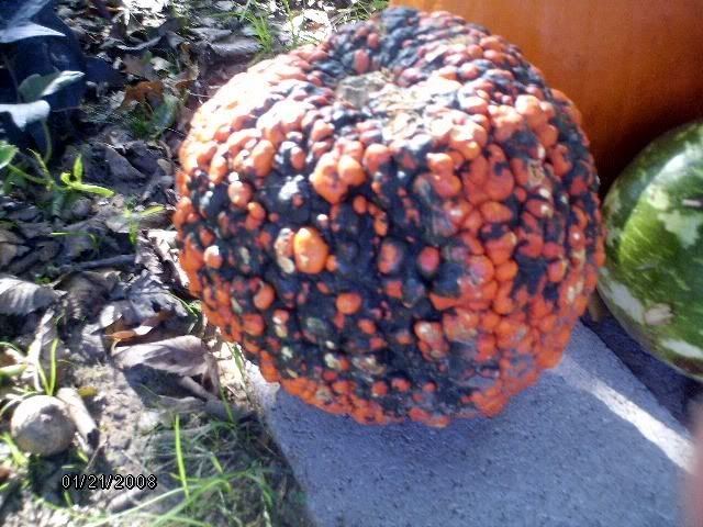 pumpkin001.jpg