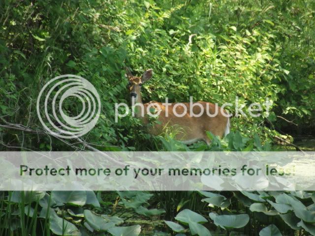 Picture001-6.jpg