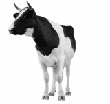 thanimals_18.gif