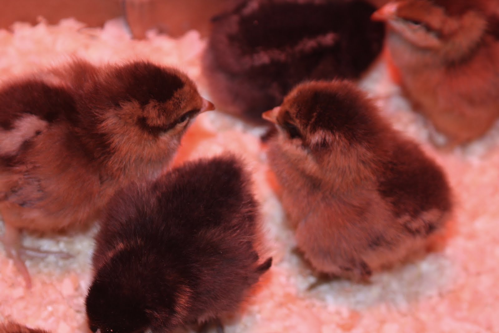 MeyerChicks+020.JPG