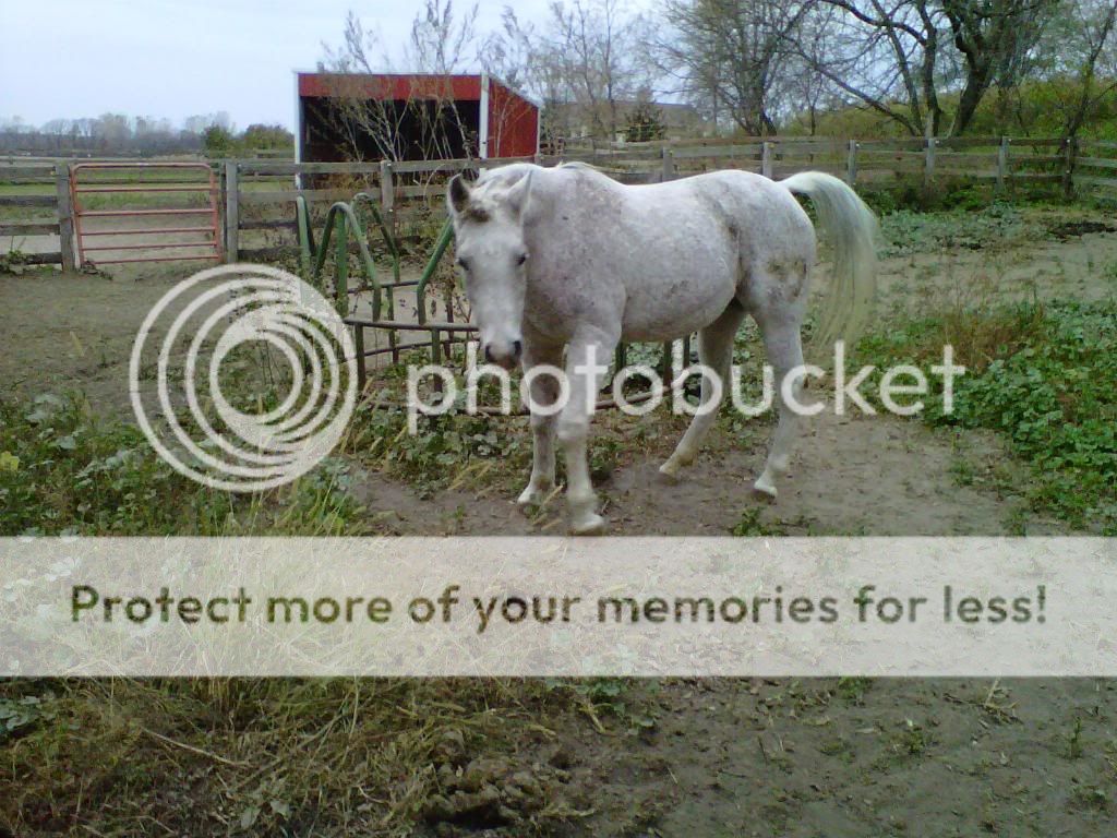 IMG00031-20101023-0819.jpg